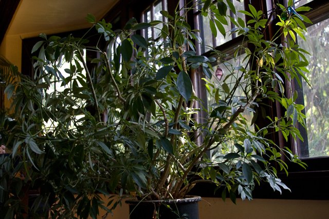 MillerHouse_2008-07-10_IMG_0059